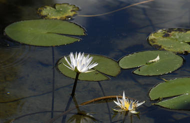 Water Lily